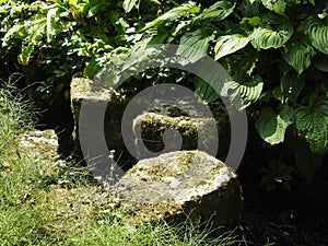 Algae water mossy rocks