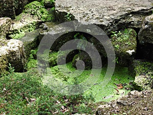 Algae water mossy rocks