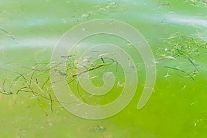Algae Zostera marina in the Black Sea on the surface of the water photo