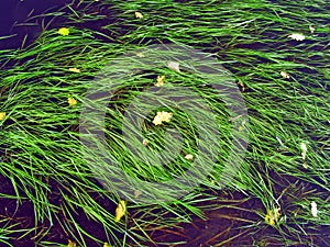 Algaes in water