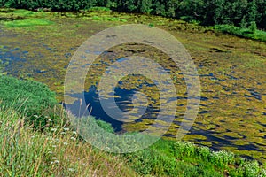 An algal bloom or algae bloom, the water in the river bloomed, the appearance of a lot of green algae