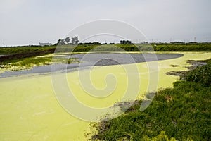 Algal bloom