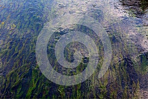 Algal Bloom swirl in water