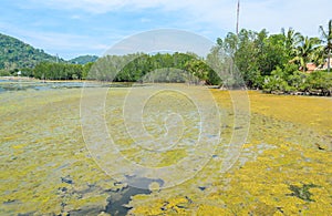 Algal bloom in a tropical ocean, Thailand