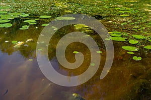 An algal bloom, the water in the river bloomed, the appearance of a lot of green algae, grass, water lilies, reflections