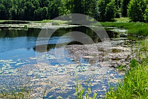 An algal bloom, the water in the river bloomed, the appearance of a lot of green algae, grass, water lilies among the trees