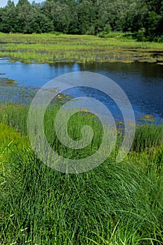 An algal bloom, the water in the river, pond bloomed, the appearance of a lot of green algae, grass, water lilies, summer