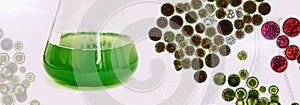 Algal research, energy and healthcare treatment biotechnology, p