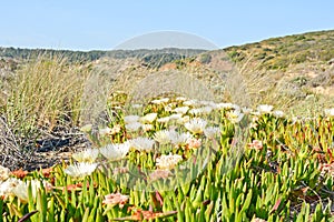 Algarve: Dunes with Carpobrotus edulis plants, Costa Vicentina Portugal photo