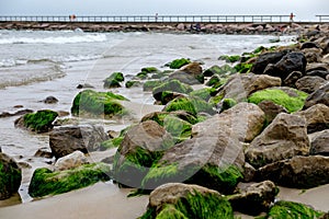 Algea Covered Beach Rocks