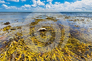 Algen im Wasser mit einem Stein und blauem Himmel photo