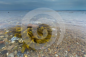 Algen im Wasser am Strand und Horizont