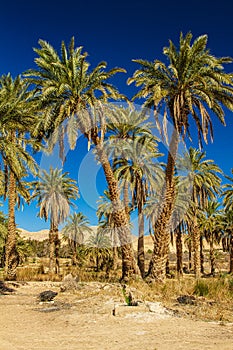 Sahara desert in Algeria photo