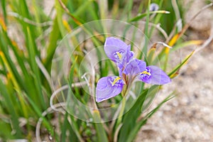 Algerian iris flower
