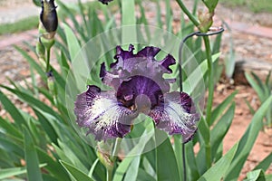 Algerian Iris, Purple with white lower petals