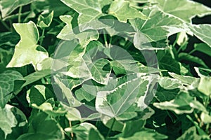 Algerian ivy hedera algeriensis