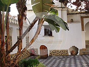 Algerian magnolia and palm trees in the courtyard