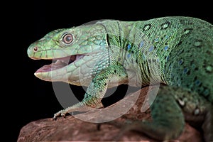 Algerian ocellated lizard Timon pater photo