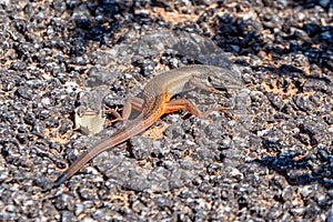 Algerian Sand Lizard - Psammodromus algirus, Algarve, Portugal