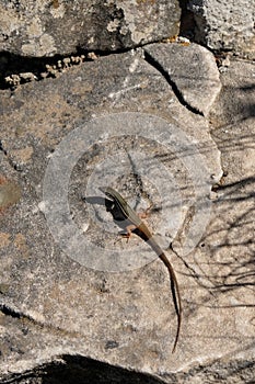 Algerian Sand Lizard & x28;Psammodromus algirus& x29; Mount Calamorro near