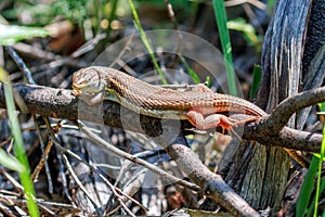 Algerian Sand Lizard - Psammodromus algrius, Alentejo Region, Portugal.