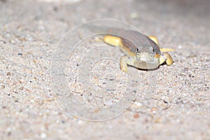 Algerian skink