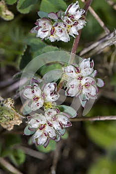 Algerian Tea (Paronychia argentea) flower photo