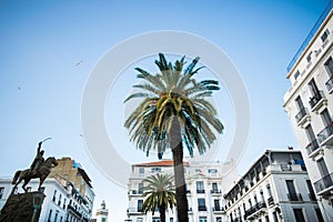 Palm tree in algiers city