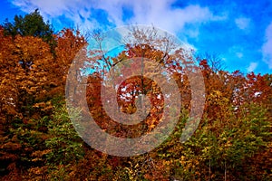 Algonquin fall colours Provincial Park Ontario