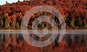 Algonquin Forest Reflection photo