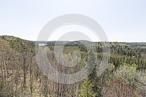 Algonquin Park forest, Ontario - Canada