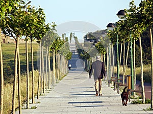 Algorta's lined up tree walway