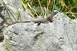 Algyroides nigropunctatus detail