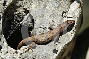 Algyroides nigropunctatus on stone,close-up photo