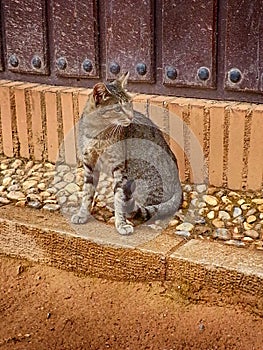 Alhambra Cat Granada Outside Nasrid Palaces Andalucia Spain