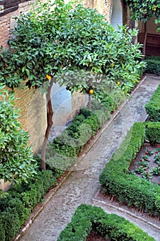 Alhambra garden