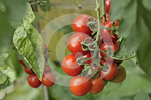 Alicante Tomatoes on the vine
