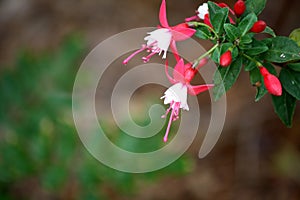 Alice Hoffman (Fuchsia 'Alice Hoffman') plant with red and white flowers : (pix SShukla)
