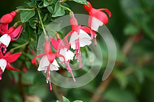 Alice Hoffman (Fuchsia 'Alice Hoffman') plant with red and white flowers : (pix SShukla)