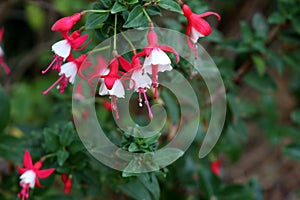 Alice Hoffman (Fuchsia 'Alice Hoffman') plant with red and white flowers : (pix SShukla)