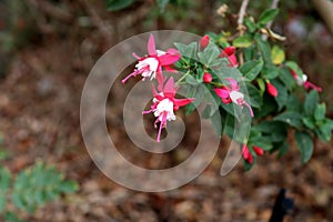 Alice Hoffman (Fuchsia 'Alice Hoffman') plant with red and white flowers : (pix SShukla)