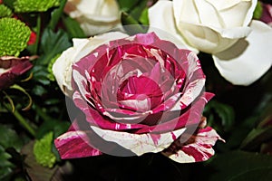 Alice's rose