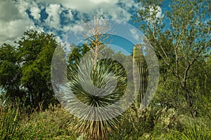 The Alien and Beautiful Life of the Arizona Desert in the Spring