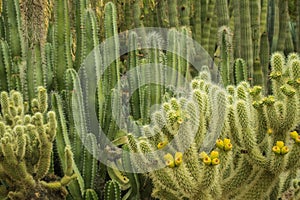 The Alien and Beautiful Life of the Arizona Desert in the Spring