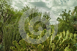 The Alien and Beautiful Life of the Arizona Desert in the Spring