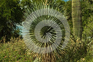 The Alien and Beautiful Life of the Arizona Desert in the Spring