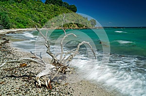 Alien life form on Hobbs Beach Tiritiri Matangi Island open nature reserve, New Zealand