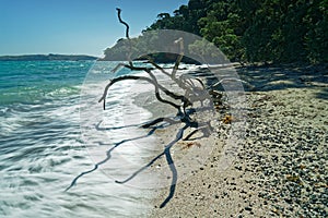 Alien life form on Hobbs Beach Tiritiri Matangi Island open nature reserve, New Zealand