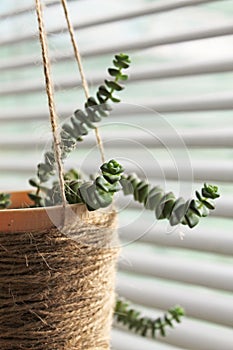 Alien plant by the window