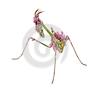 Aliens already on Earth raptorial insect mantis